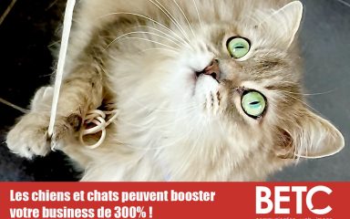 Boostez votre business de 300% grâce aux chats et aux chiens dans la publicité !